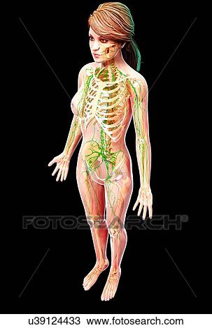 Female lymphatic system, artwork View Large Illustration Drawing - Female lymphatic system, artwork. Fotosearch