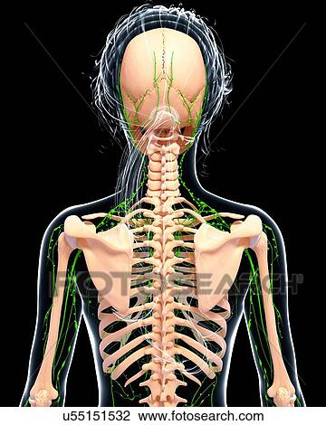 Drawing - Female lymphatic system, artwork. Fotosearch