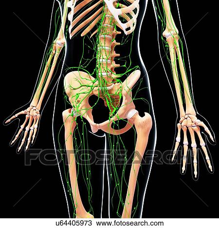 Female lymphatic system, artwork View Large Illustration Drawing - Female lymphatic system, artwork. Fotosearch