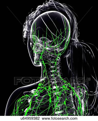 Female lymphatic system, artwork View Large Illustration Drawing - Female lymphatic system, artwork. Fotosearch