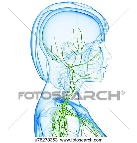 Drawing - Female lymphatic system, artwork. Fotosearch