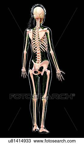 Female lymphatic system, artwork View Large Illustration Drawing - Female lymphatic system, artwork. Fotosearch