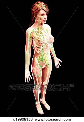Female lymphatic system, artwork View Large Illustration Stock Illustration - Female lymphatic system, artwork. Fotosearch