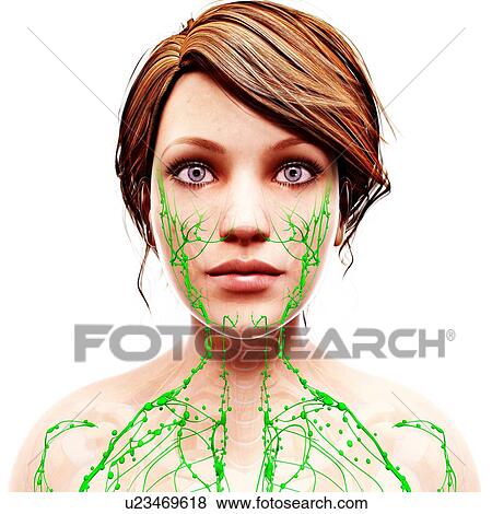Female lymphatic system, artwork View Large Illustration Stock Illustration - Female lymphatic system, artwork. Fotosearch