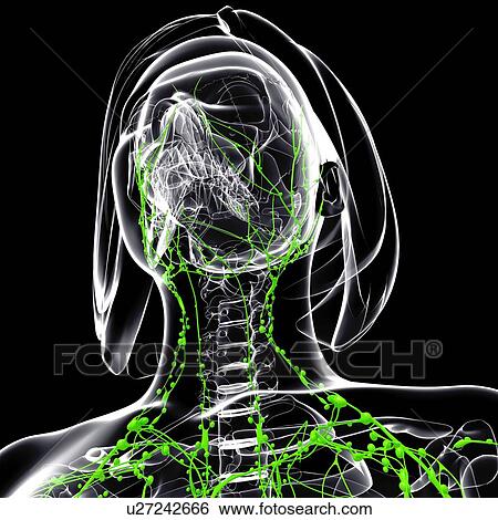 Stock Illustration - Female lymphatic system, artwork. Fotosearch