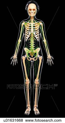 Stock Illustration - Female lymphatic system, artwork. Fotosearch