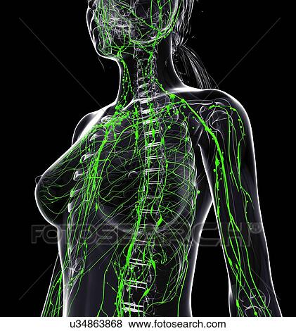 Stock Illustration - Female lymphatic system, artwork. Fotosearch