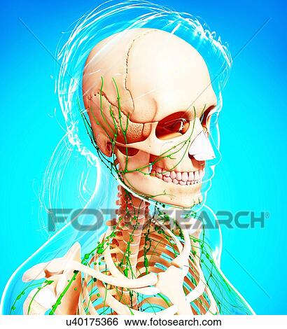 Stock Illustration - Female lymphatic system, artwork. Fotosearch