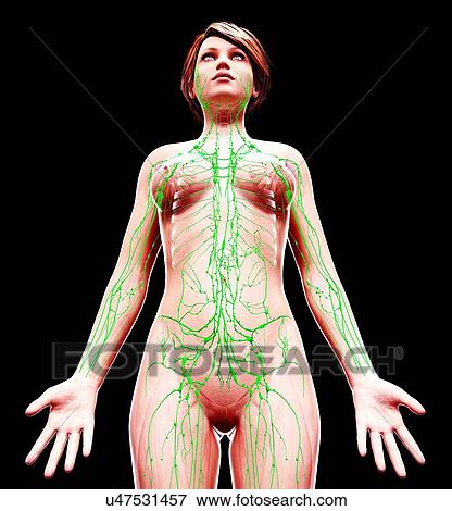 Female lymphatic system, artwork View Large Illustration Stock Illustration - Female lymphatic system, artwork. Fotosearch