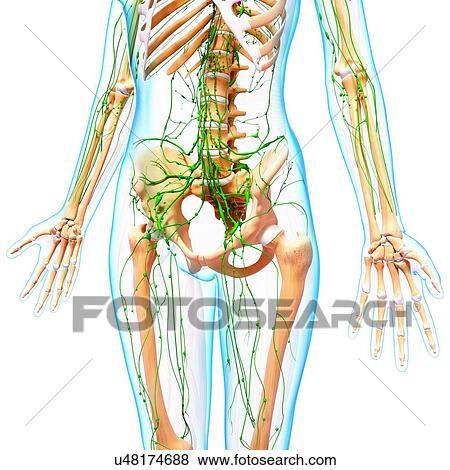 Female lymphatic system, artwork View Large Illustration Stock Illustration - Female lymphatic system, artwork. Fotosearch