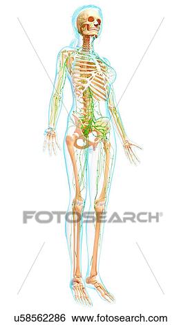 Stock Illustration - Female lymphatic system, artwork. Fotosearch