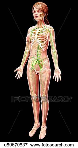 Stock Illustration - Female lymphatic system, artwork. Fotosearch