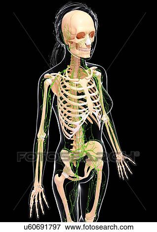 Female lymphatic system, artwork View Large Illustration Stock Illustration - Female lymphatic system, artwork. Fotosearch