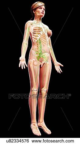 Female lymphatic system, artwork View Large Illustration Stock Illustration - Female lymphatic system, artwork. Fotosearch