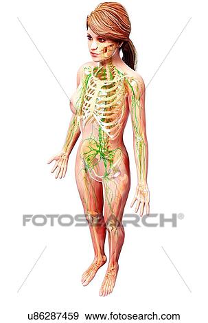 Female lymphatic system, artwork View Large Illustration Stock Illustration - Female lymphatic system, artwork. Fotosearch