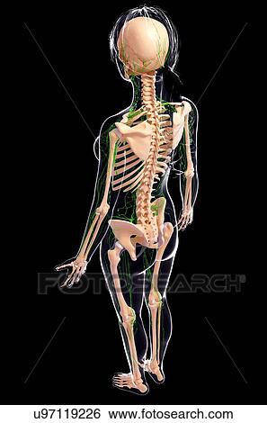 Stock Illustration - Female lymphatic system, artwork. Fotosearch