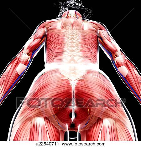 Clip Art - Female musculature, artwork. Fotosearch