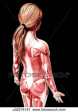 Female musculature, artwork View Large Illustration Clip Art - Female musculature, artwork. Fotosearch