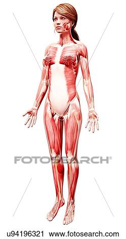 Clip Art - Female musculature, artwork. Fotosearch