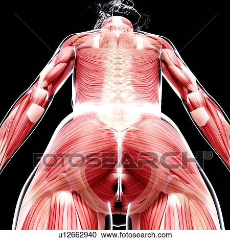 Female musculature, artwork View Large Illustration Clipart - Female musculature, artwork. Fotosearch