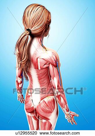 Clipart - Female musculature, artwork. Fotosearch
