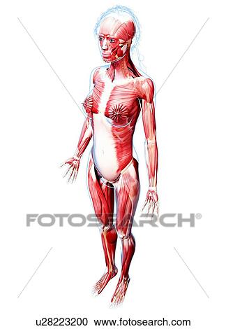 Female musculature, artwork View Large Illustration Clipart - Female musculature, artwork. Fotosearch