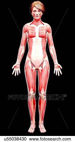 Clipart - Female musculature, artwork. Fotosearch