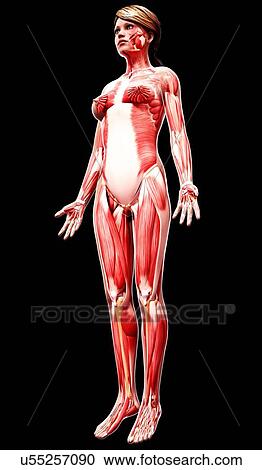 Clipart - Female musculature, artwork. Fotosearch