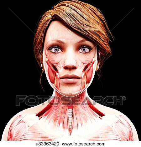 Clipart - Female musculature, artwork. Fotosearch