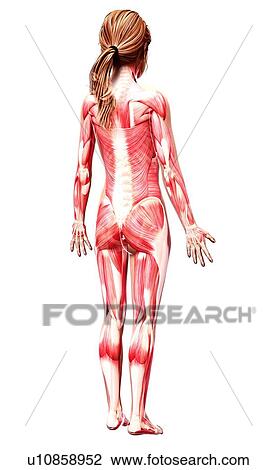 Female musculature, artwork View Large Illustration Drawing - Female musculature, artwork. Fotosearch