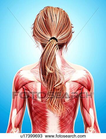 Drawing - Female musculature, artwork. Fotosearch