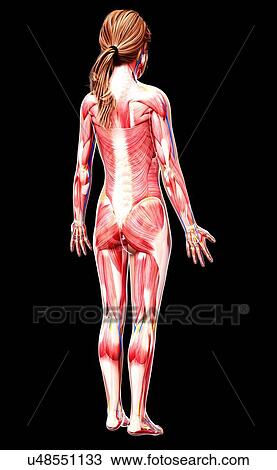 Female musculature, artwork View Large Illustration Drawing - Female musculature, artwork. Fotosearch