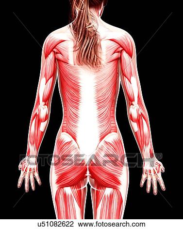 Drawing - Female musculature, artwork. Fotosearch