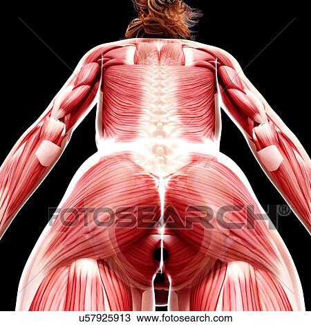 Female musculature, artwork View Large Illustration Drawing - Female musculature, artwork. Fotosearch