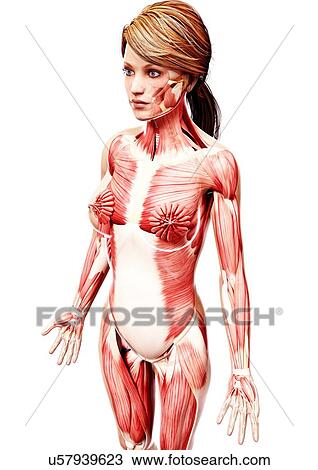 Drawing - Female musculature, artwork. Fotosearch