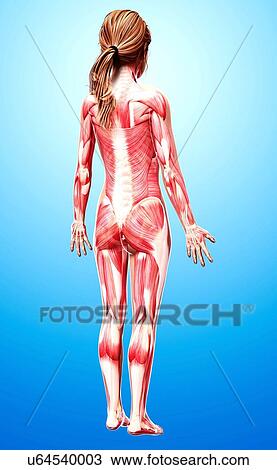 Drawing - Female musculature, artwork. Fotosearch