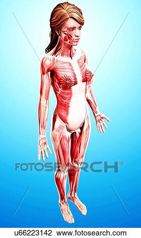 Drawing - Female musculature, artwork. Fotosearch