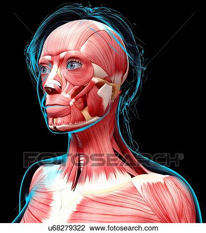 Drawing - Female musculature, artwork. Fotosearch