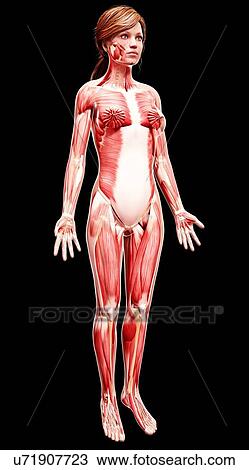 Female musculature, artwork View Large Illustration Drawing - Female musculature, artwork. Fotosearch