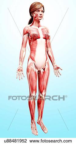 Drawing - Female musculature, artwork. Fotosearch