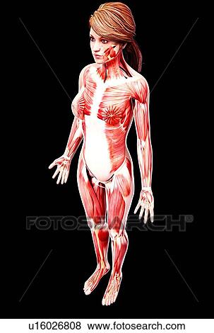 Stock Illustration - Female musculature, artwork. Fotosearch