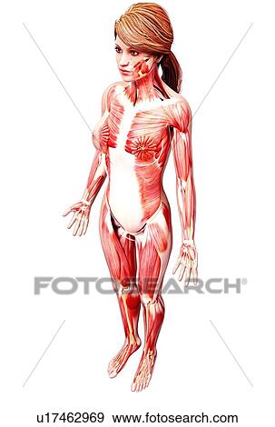 Female musculature, artwork View Large Illustration Stock Illustration - Female musculature, artwork. Fotosearch