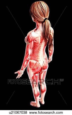 Female musculature, artwork View Large Illustration Stock Illustration - Female musculature, artwork. Fotosearch