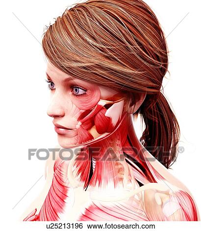 Female musculature, artwork View Large Illustration Stock Illustration - Female musculature, artwork. Fotosearch