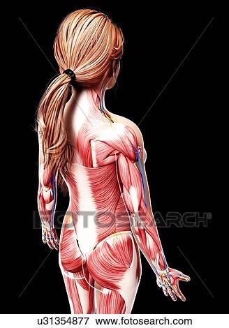 Female musculature, artwork View Large Illustration Stock Illustration - Female musculature, artwork. Fotosearch