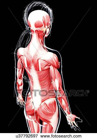 Stock Illustration - Female musculature, artwork. Fotosearch