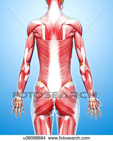 Female musculature, artwork View Large Illustration Stock Illustration - Female musculature, artwork. Fotosearch