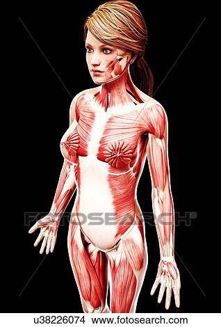 Stock Illustration - Female musculature, artwork. Fotosearch