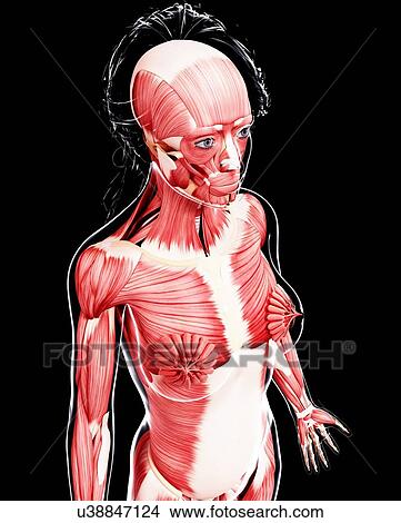 Stock Illustration - Female musculature, artwork. Fotosearch