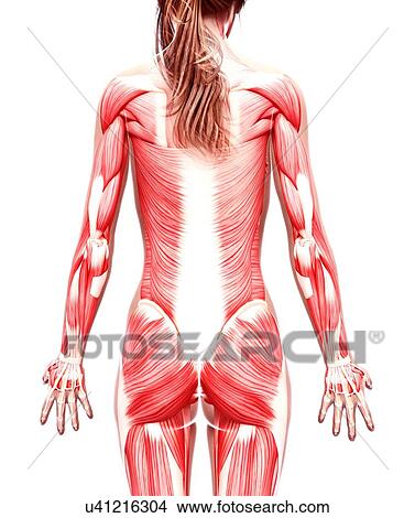 Stock Illustration - Female musculature, artwork. Fotosearch